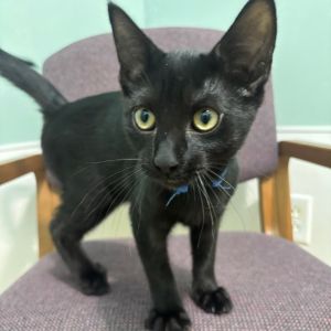 Onyx 50C25, Baby Male Domestic Short Hair