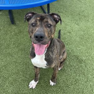 Joker, Adult Male Pit Bull Terrier