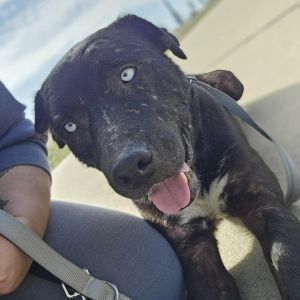 Ruka, Adult Male Chocolate Labrador Retriever