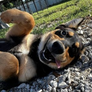 Batman, Baby Male Husky