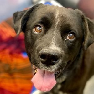 Earl, an adoptable Black Labrador Retriever, Spaniel in Aledo, TX, 76008 | Photo Image 2