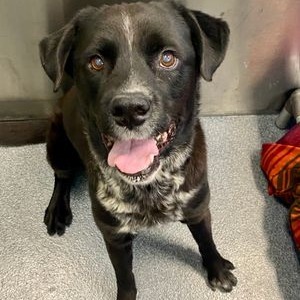 Earl, an adoptable Black Labrador Retriever, Spaniel in Aledo, TX, 76008 | Photo Image 3