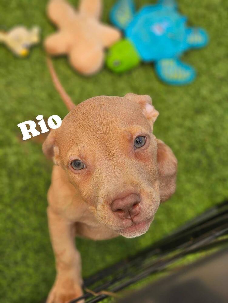 Rio