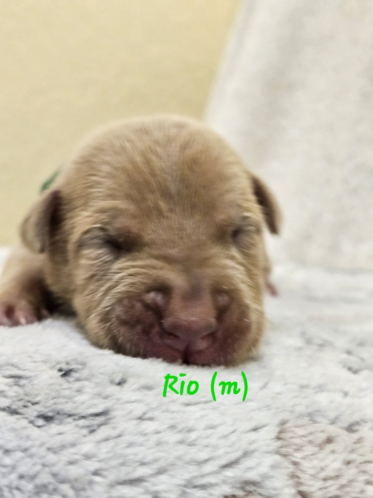 Rio