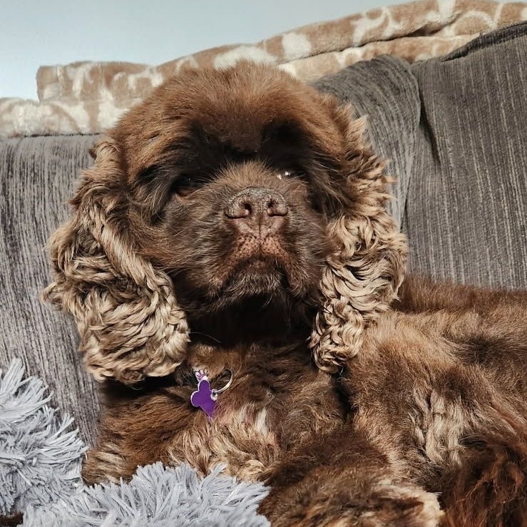 Molly, an adoptable Cocker Spaniel in Calgary, AB, T3C 1W4 | Photo Image 1