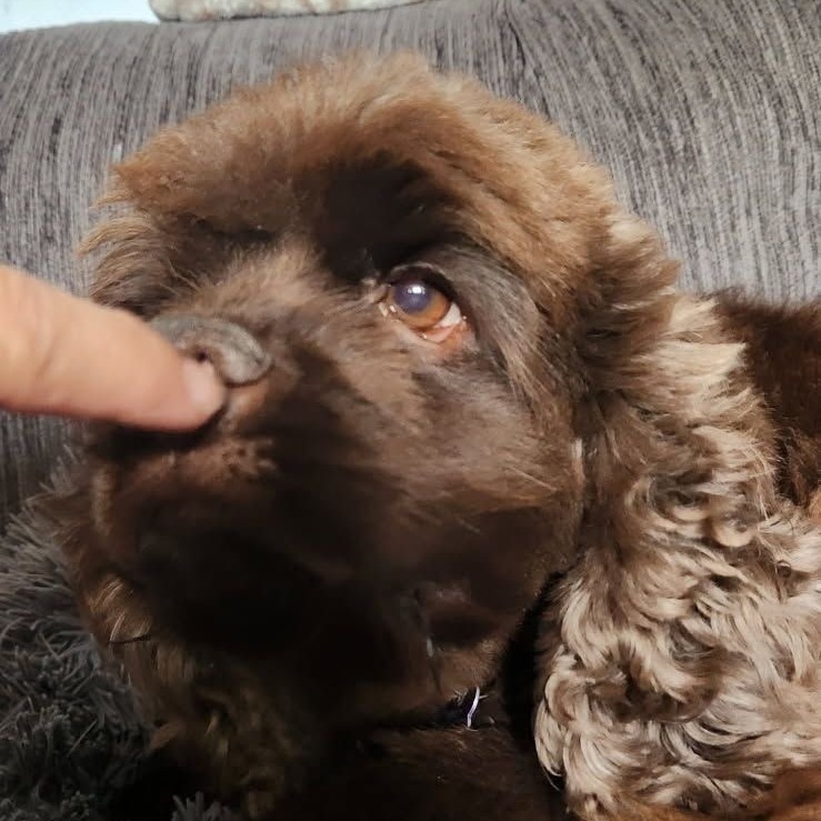 Molly, an adoptable Cocker Spaniel in Calgary, AB, T3C 1W4 | Photo Image 2