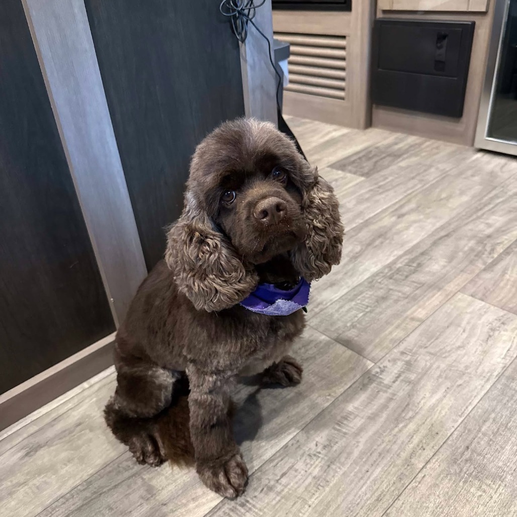 Molly, an adoptable Cocker Spaniel in Calgary, AB, T3C 1W4 | Photo Image 3