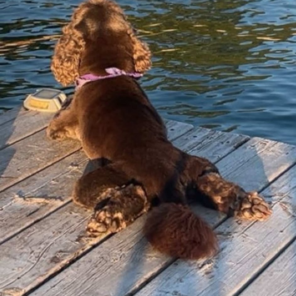 Molly, an adoptable Cocker Spaniel in Calgary, AB, T3C 1W4 | Photo Image 4