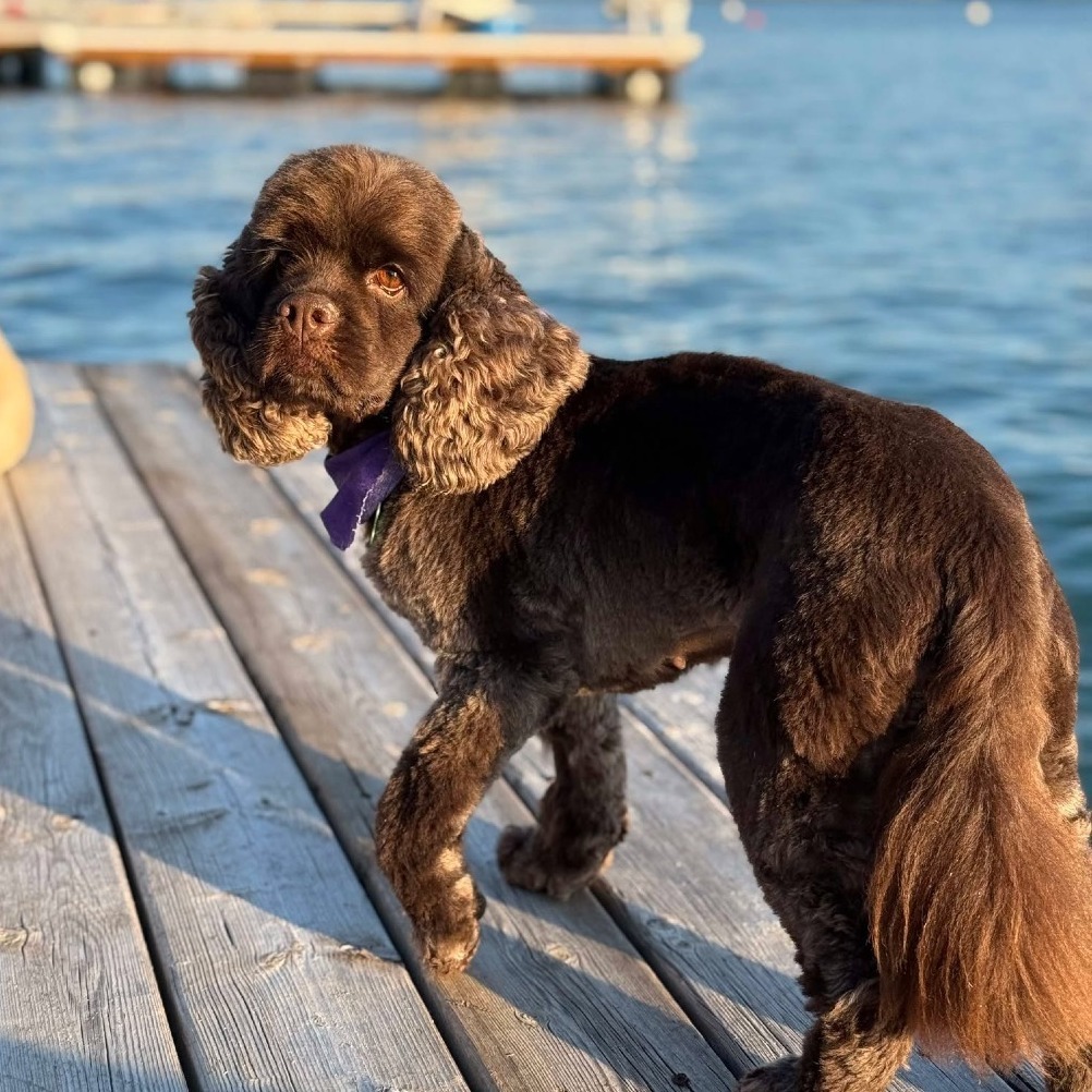 Molly, an adoptable Cocker Spaniel in Calgary, AB, T3C 1W4 | Photo Image 5