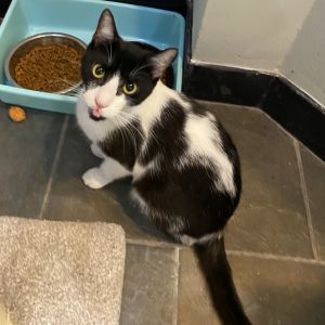 Bella 2, Young Female Domestic Short Hair