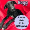 Hogg photo 1