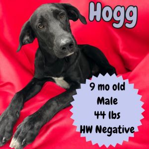 Hogg, Young Male Labrador Retriever