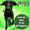 Hogg photo 2