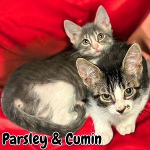 Parsley, Baby Female Domestic Short Hair