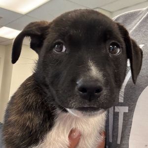 Trident Pit Bull Terrier Dog