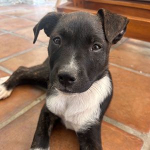 Trident, Baby Male Pit Bull Terrier