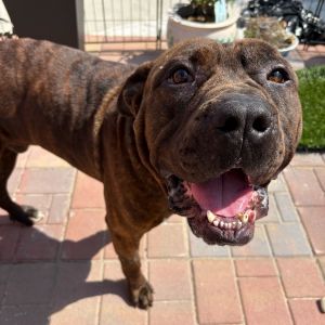 Crowd Pleaser Lets just say the name suits King Macaroni is beloved by all Hes a big ol lap 