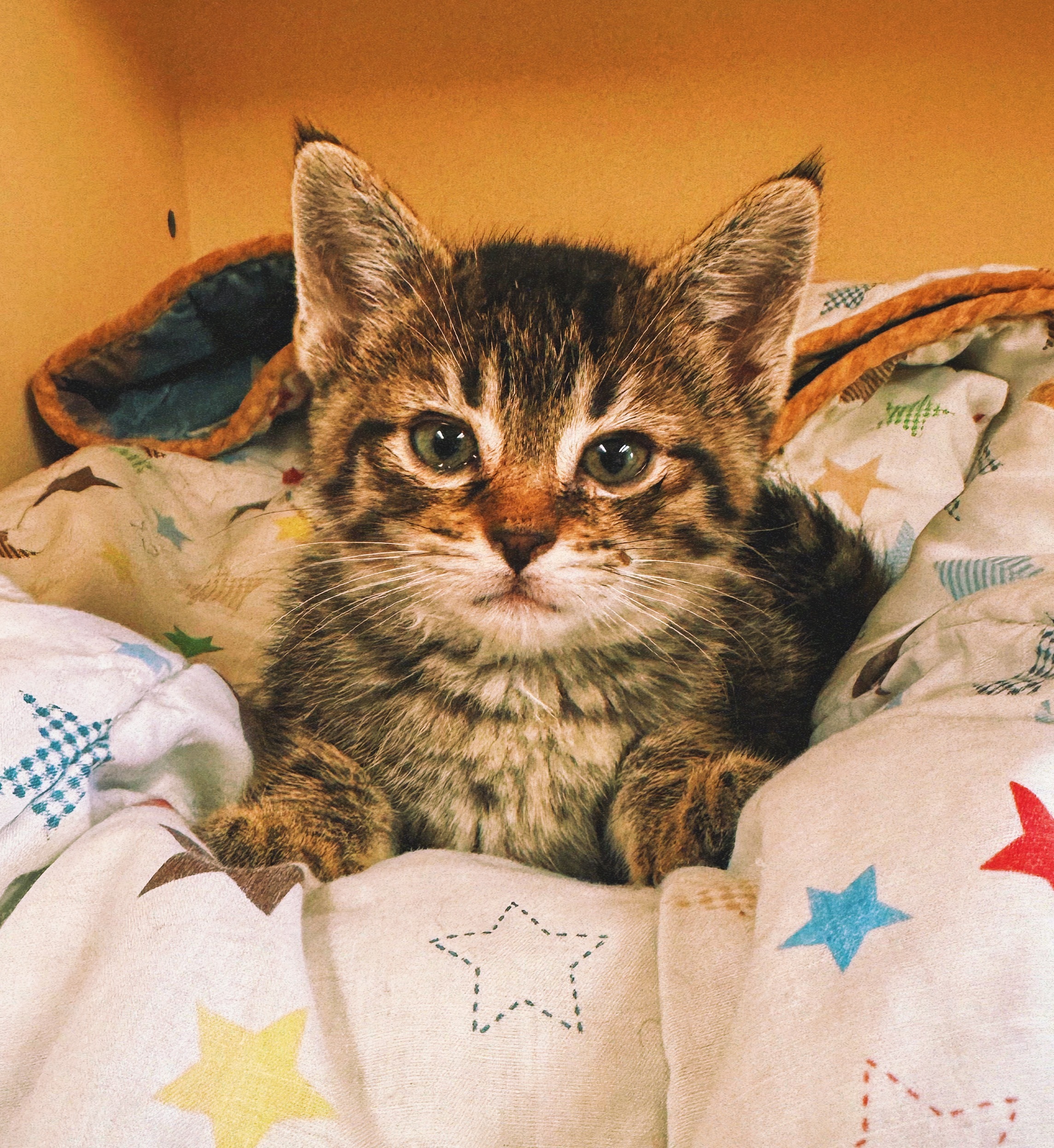 Tina, an adoptable Domestic Short Hair in Hays, KS, 67601 | Photo Image 1