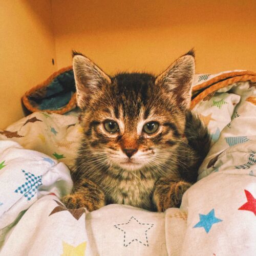 Tina, an adoptable Domestic Short Hair in Hays, KS, 67601 | Photo Image 2