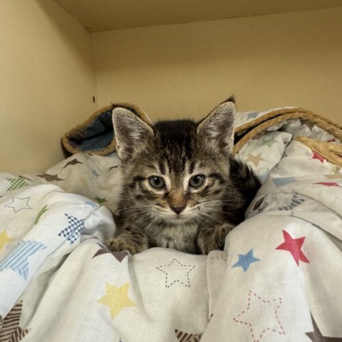 Tina, an adoptable Domestic Short Hair in Hays, KS, 67601 | Photo Image 3