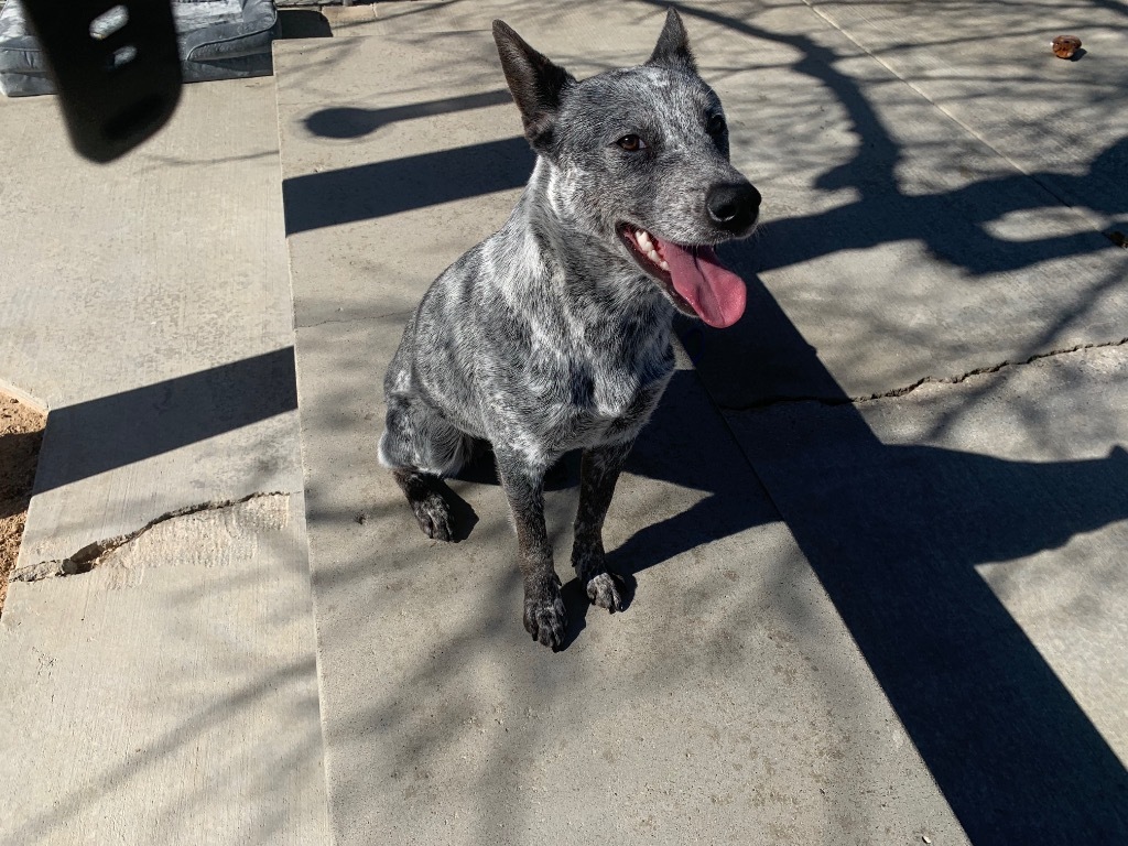 Ruffles (Casper)