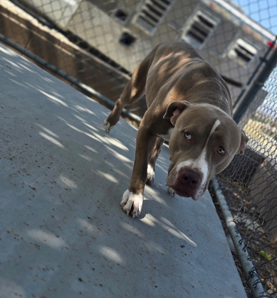 Nala