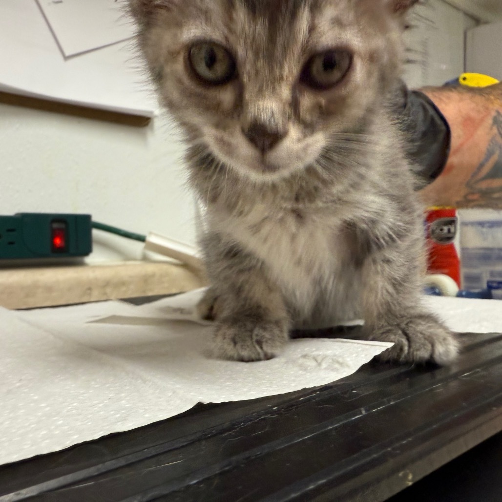 Lucy, an adoptable Domestic Medium Hair in Mount Shasta, CA, 96067 | Photo Image 1