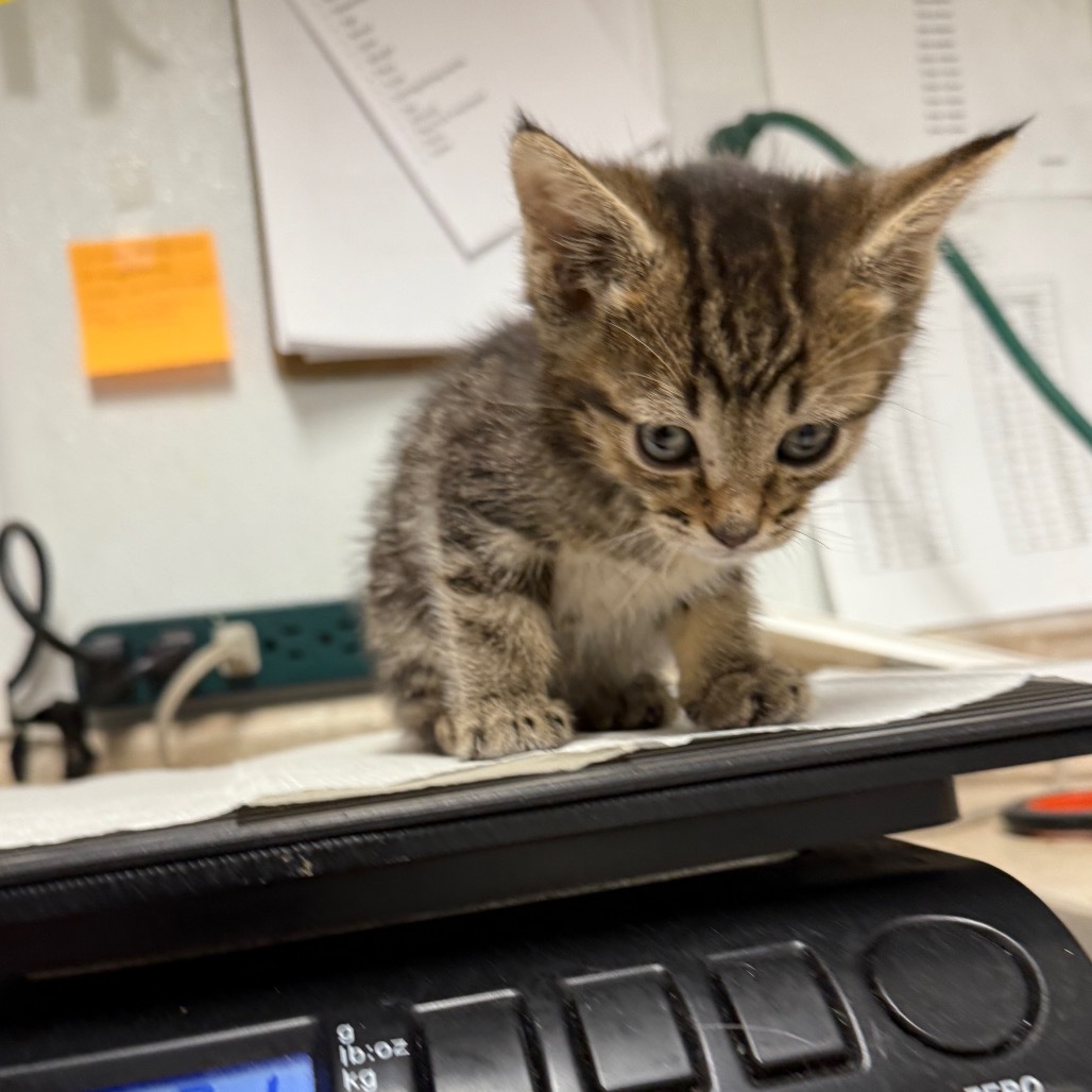 Lance, an adoptable Domestic Short Hair, Bengal in Mount Shasta, CA, 96067 | Photo Image 1