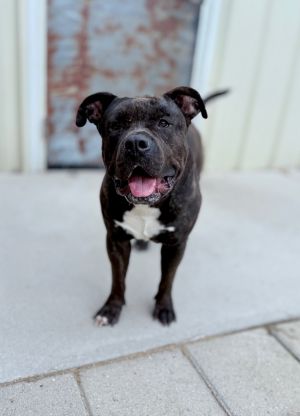 Monkey, Young Male American Bulldog