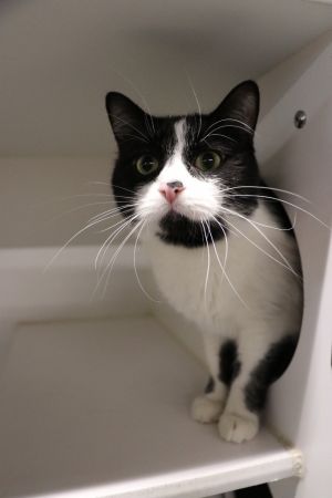 Craig, Adult Male Domestic Short Hair