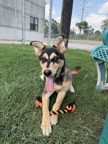Suki