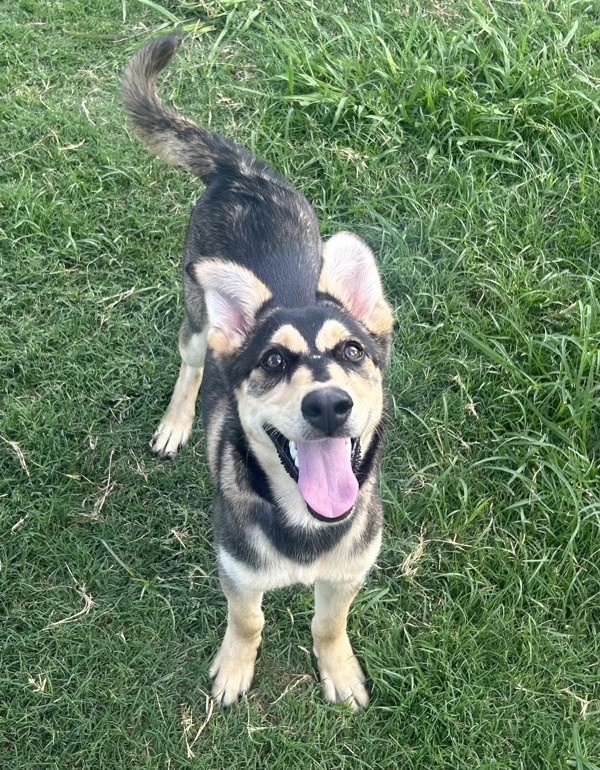 Suki
