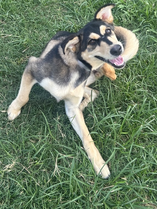 Suki