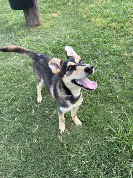Suki