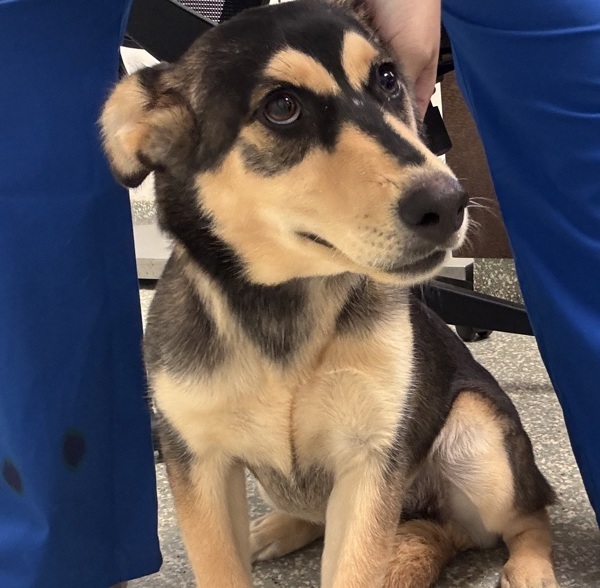 Suki