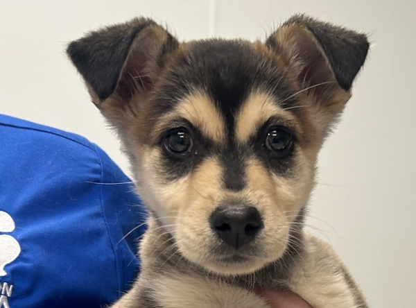 Suki