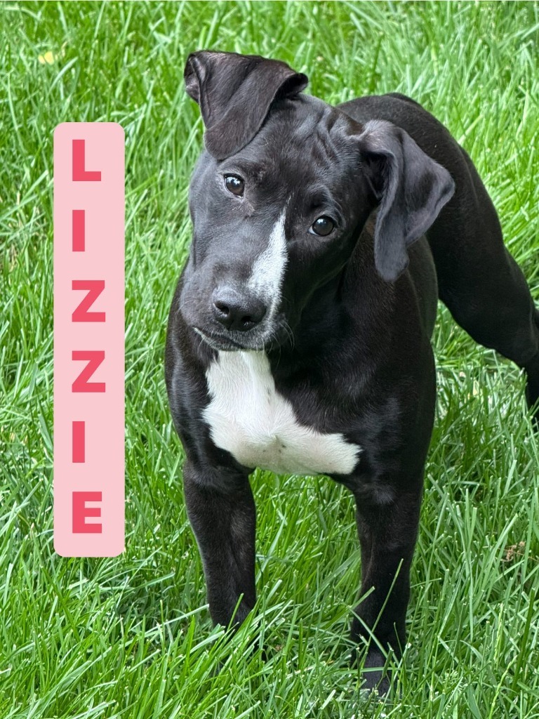 Lizzie