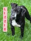 Lizzie photo 1