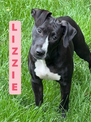 Lizzie, Baby Female unknown