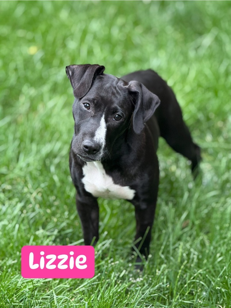 Lizzie