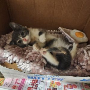 Twilight, Baby Female Domestic Short Hair