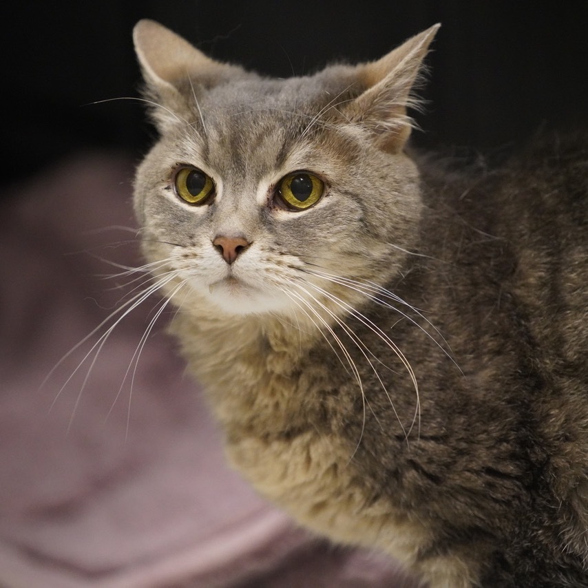 Ice Cream, an adoptable Domestic Short Hair in Park City, UT, 84098 | Photo Image 1