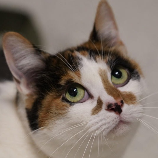 Greta, an adoptable Domestic Short Hair in Park City, UT, 84098 | Photo Image 1