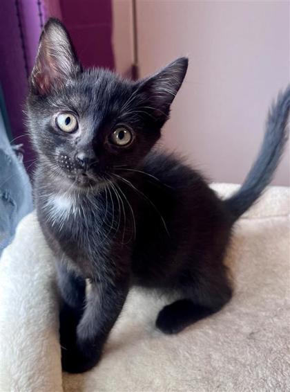 Hendrix, an adoptable Domestic Short Hair in Hutchinson, KS, 67504 | Photo Image 1