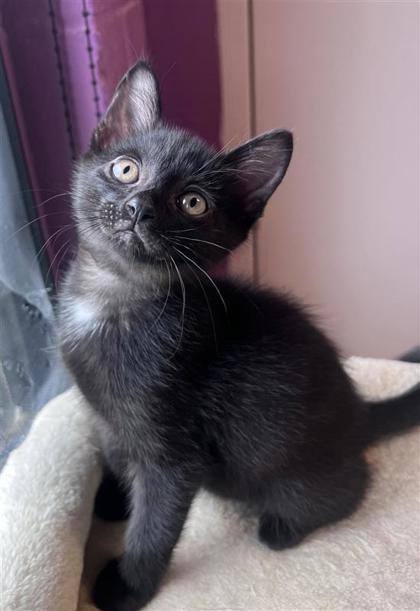 Hendrix, an adoptable Domestic Short Hair in Hutchinson, KS, 67504 | Photo Image 2