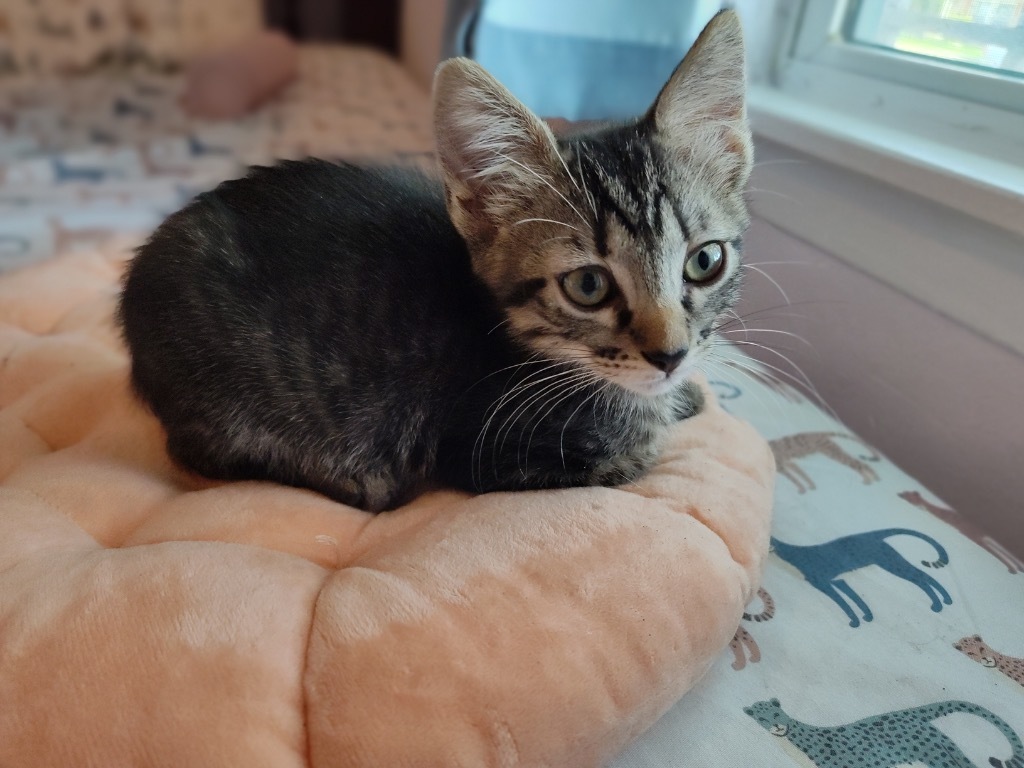 Bella