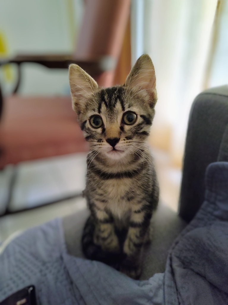 Bella