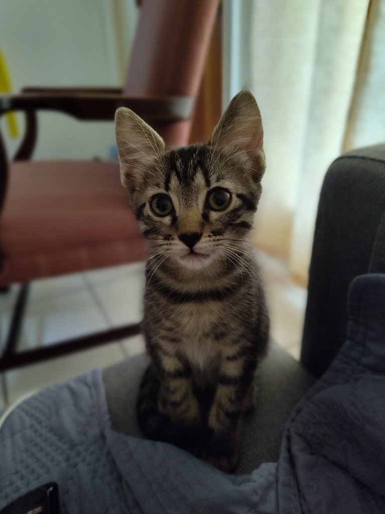 Bella