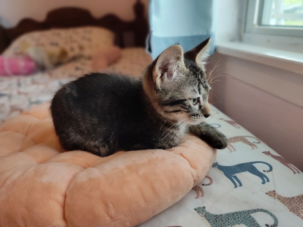 Bella