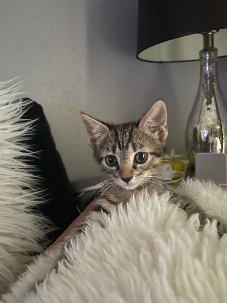 Kiara